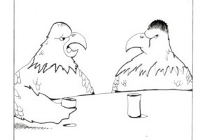 bald_eagle